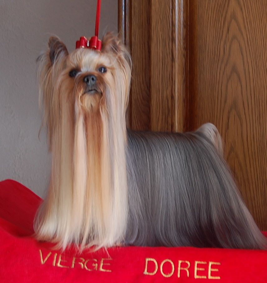Benji la malice De la vierge doree
